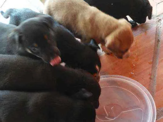 Cachorro ra a Vira lata idade 2 a 6 meses nome Não tem nome