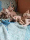 gatod