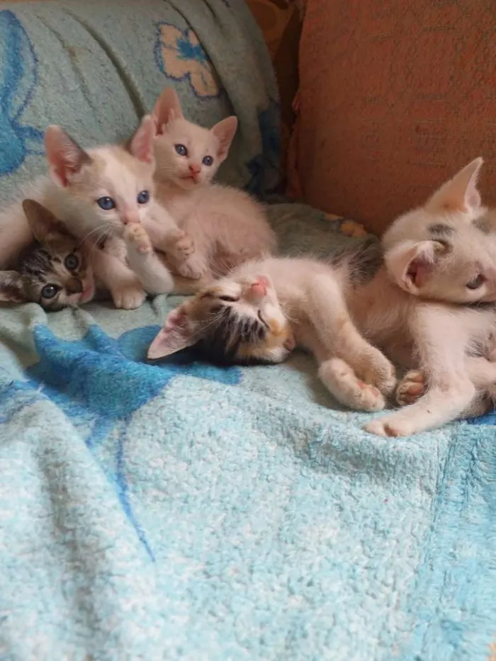 Gato ra a mesticado idade 2 a 6 meses nome gatod