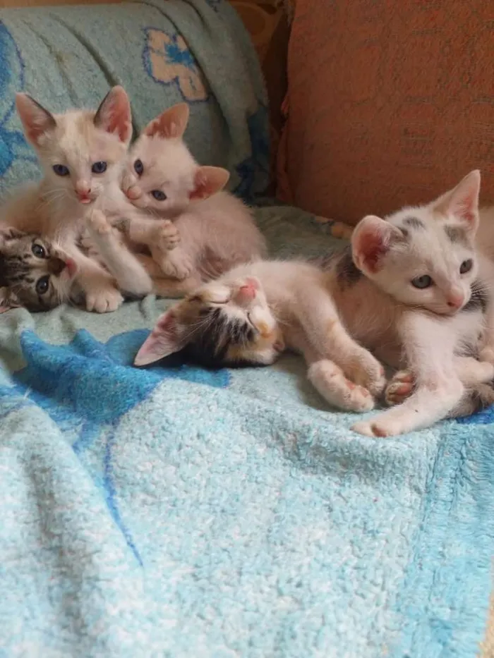 Gato ra a mesticado idade 2 a 6 meses nome gatod