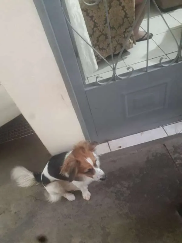 Cachorro ra a Indefinida idade 1 ano nome Ginger e Mel