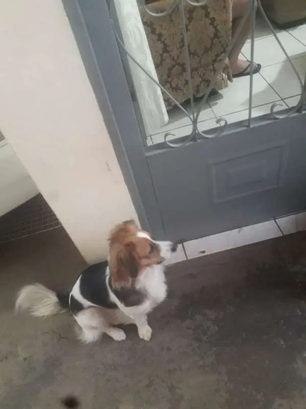 Cachorro ra a Indefinida idade 1 ano nome Ginger e Mel