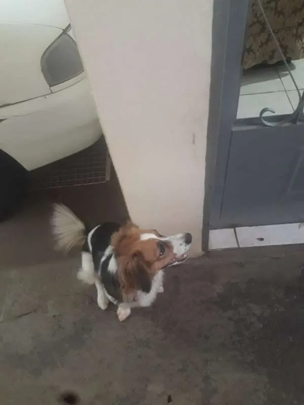 Cachorro ra a Indefinida idade 1 ano nome Ginger e Mel