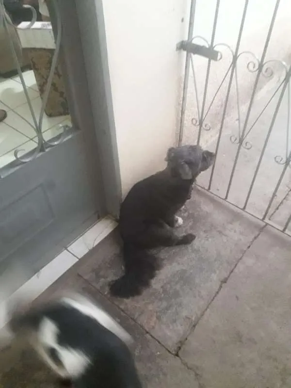 Cachorro ra a Indefinida idade 1 ano nome Ginger e Mel