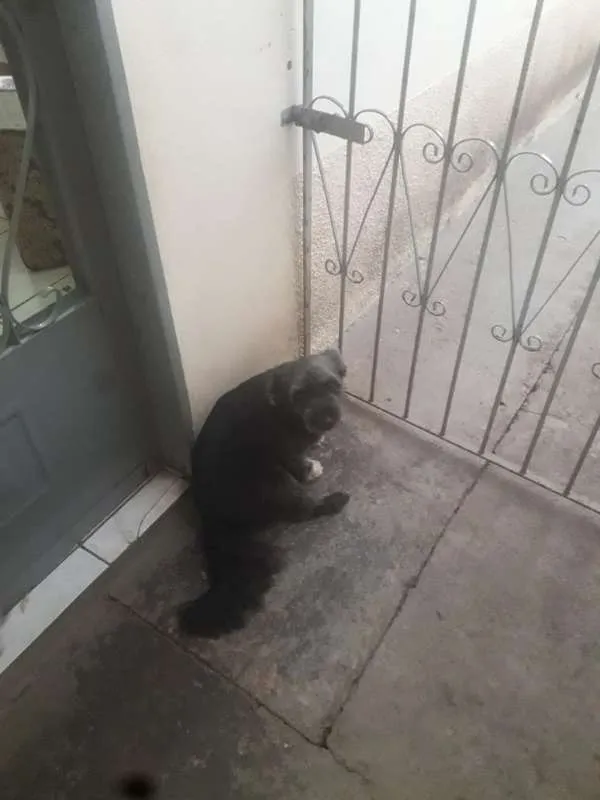 Cachorro ra a Indefinida idade 1 ano nome Ginger e Mel