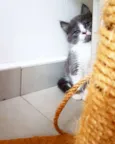 Cinzinha