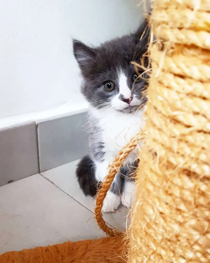 Gato ra a SRD idade 2 a 6 meses nome Cinzinha