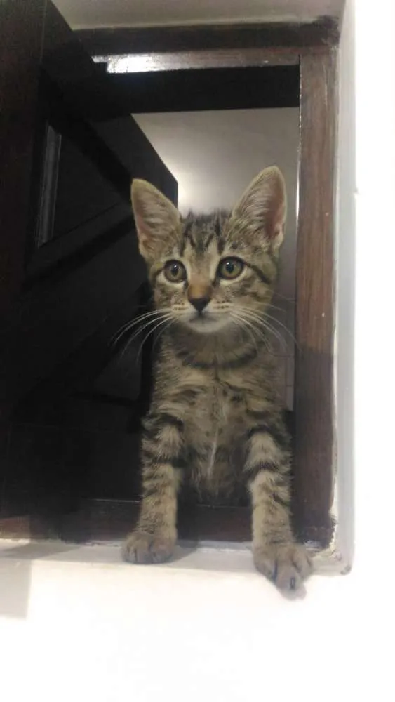 Gato ra a  idade Abaixo de 2 meses nome Betina