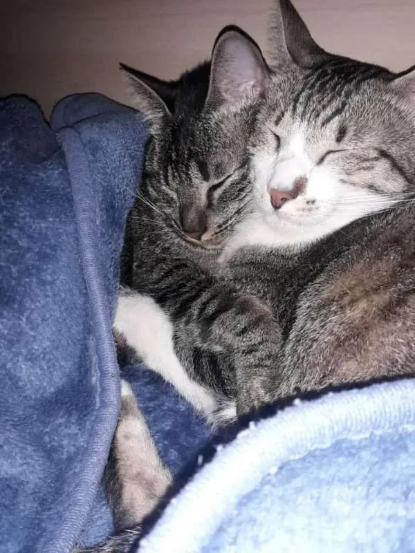 Gato ra a SRD idade 1 ano nome Sissi e Pérola