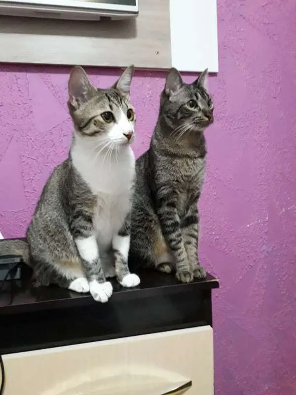 Gato ra a SRD idade 1 ano nome Sissi e Pérola