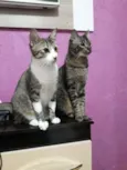 Sissi e Pérola