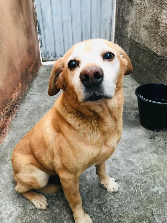 Cachorro ra a Labrador  idade 6 ou mais anos nome Cachorro 