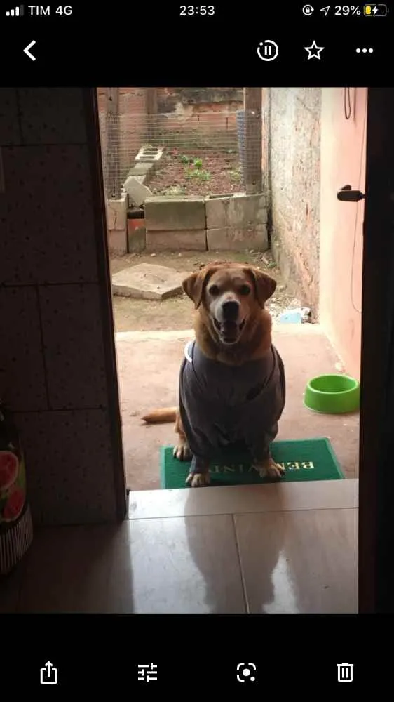 Cachorro ra a Labrador  idade 6 ou mais anos nome Cachorro 