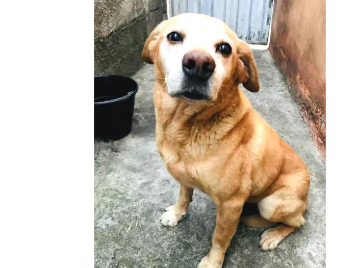 Cachorro ra a Labrador  idade 6 ou mais anos nome Cachorro 