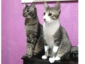 Gato raça SRD idade 1 ano nome Sissi e Pérola