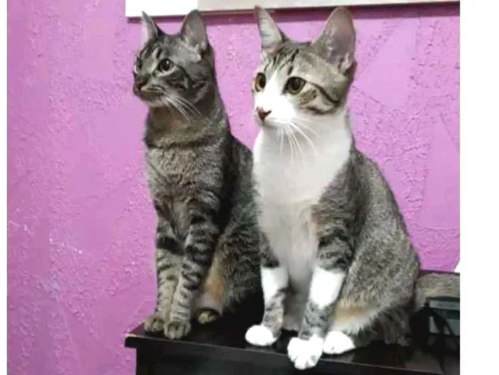 Gato ra a SRD idade 1 ano nome Sissi e Pérola