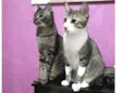Sissi e Pérola
