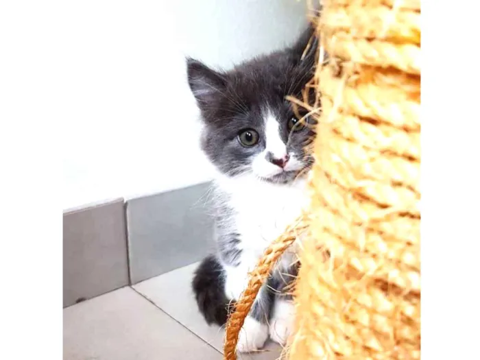 Gato ra a SRD idade 2 a 6 meses nome Cinzinha