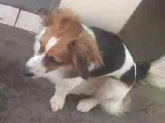 Cachorro ra a Indefinida idade 1 ano nome Ginger e Mel