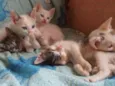 gatod