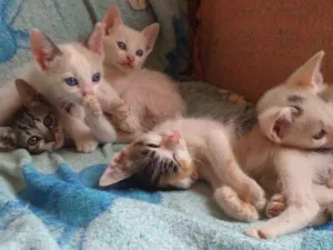 Gato raça mesticado idade 2 a 6 meses nome gatod