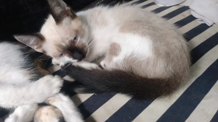 Gato ra a Não sei idade 2 a 6 meses nome Não twm