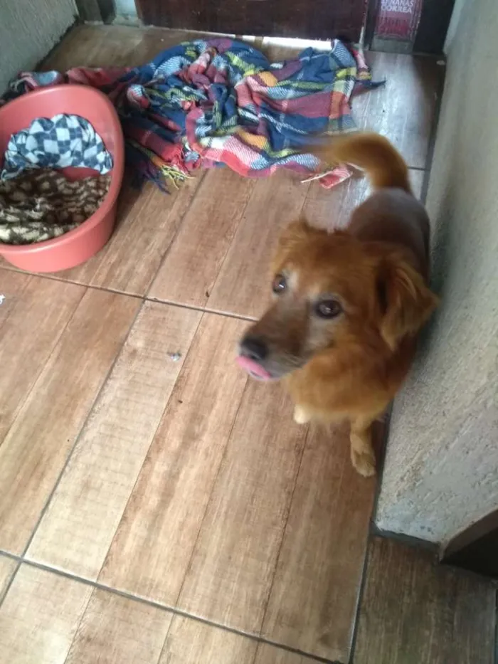 Cachorro ra a Sem raça definida idade 5 anos nome Simba