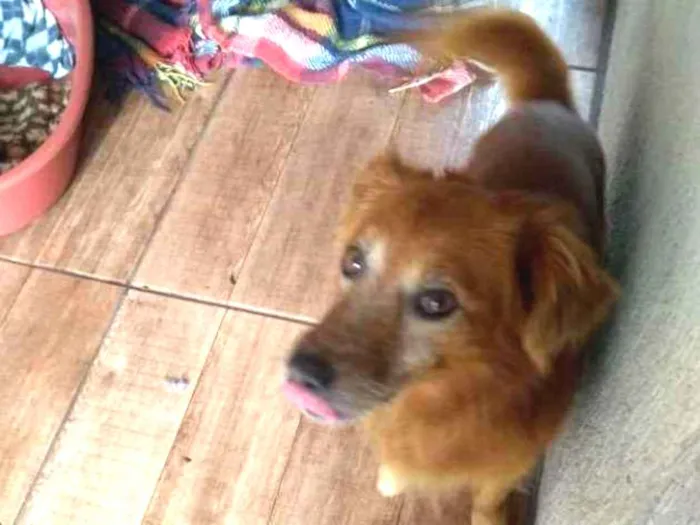 Cachorro ra a Sem raça definida idade 5 anos nome Simba