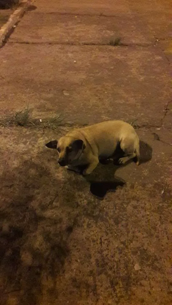 Cachorro ra a Não sei  idade 3 anos nome Mel