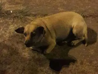 Cachorro ra a Não sei  idade 3 anos nome Mel