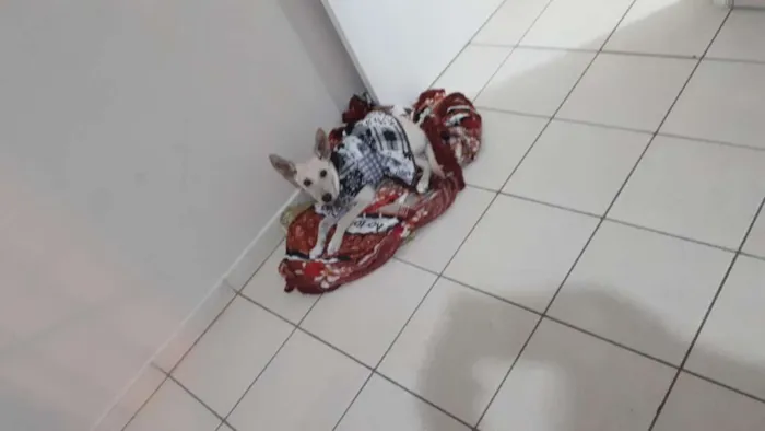 Cachorro raça SND idade 1 ano nome Mel