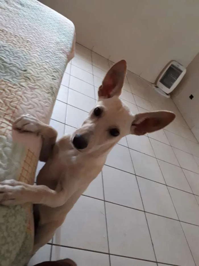 Cachorro raça SND idade 1 ano nome Mel