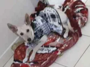 Cachorro raça SND idade 1 ano nome Mel