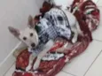 Cachorro raça SND idade 1 ano nome Mel