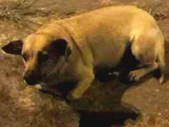 Cachorro ra a Não sei  idade 3 anos nome Mel