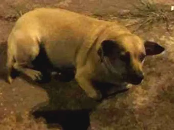 Cachorro ra a Não sei  idade 3 anos nome Mel