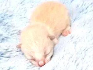 Gato raça Vira-lata idade Abaixo de 2 meses nome Não tem nome ainda