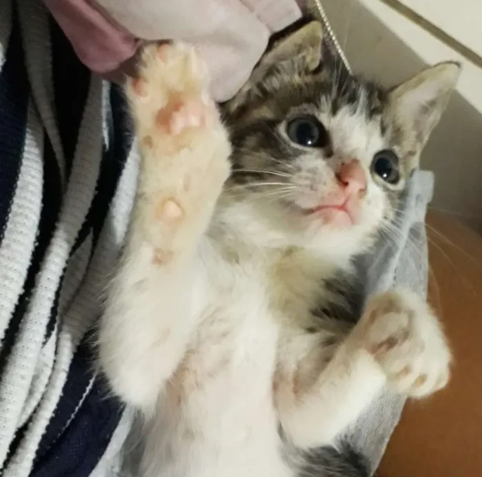 Gato ra a SRD idade Abaixo de 2 meses nome Sem nome