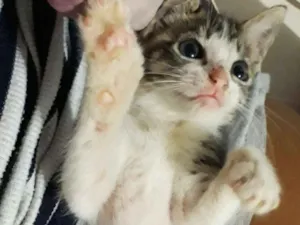 Gato raça SRD idade Abaixo de 2 meses nome Sem nome