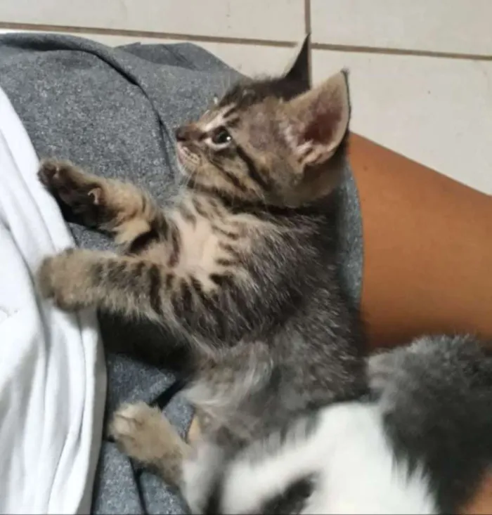 Gato ra a SRD idade Abaixo de 2 meses nome Sem nome