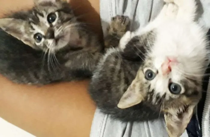 Gato ra a SRD idade Abaixo de 2 meses nome Sem nome