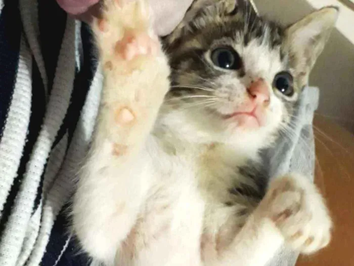Gato ra a SRD idade Abaixo de 2 meses nome Sem nome
