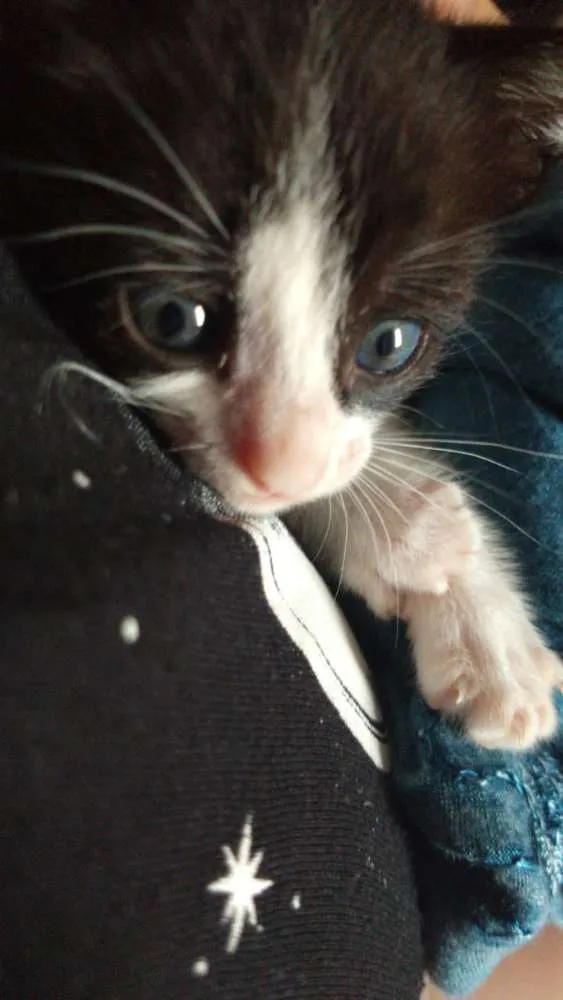 Gato raça Não definida idade Abaixo de 2 meses nome Safira