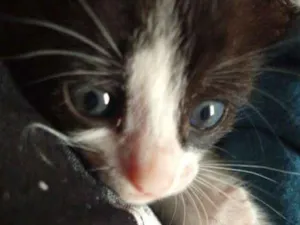 Gato raça Não definida idade Abaixo de 2 meses nome Safira