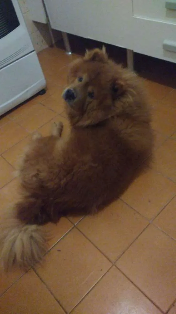 Cachorro ra a Chow-Chow idade 6 ou mais anos nome Sheldon