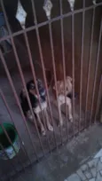Bela e Thor 