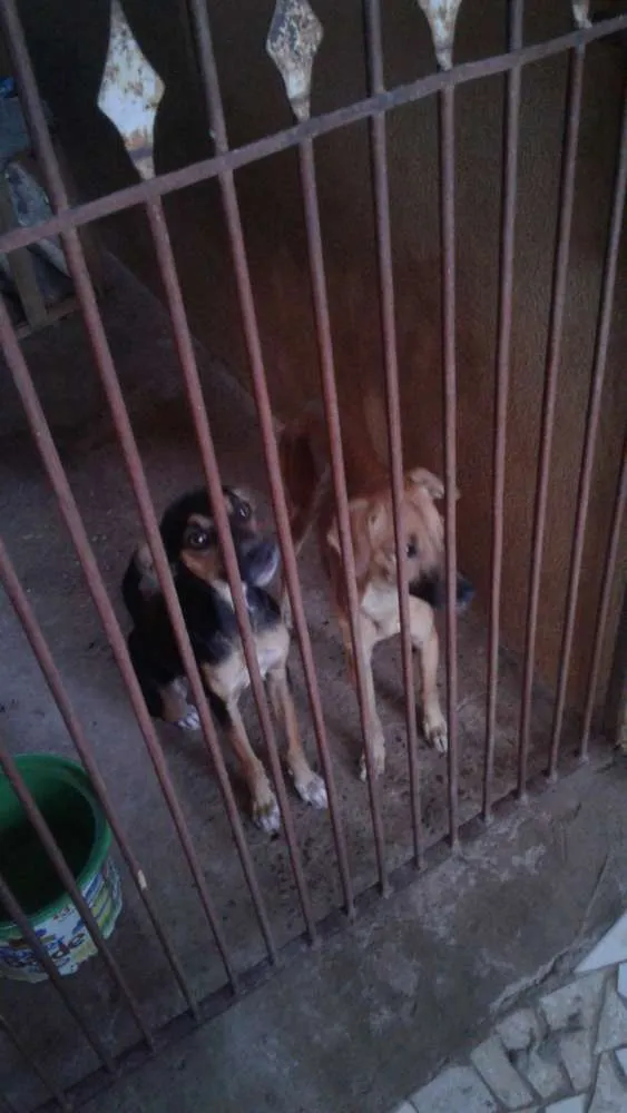Cachorro raça  idade  nome Bela e Thor 