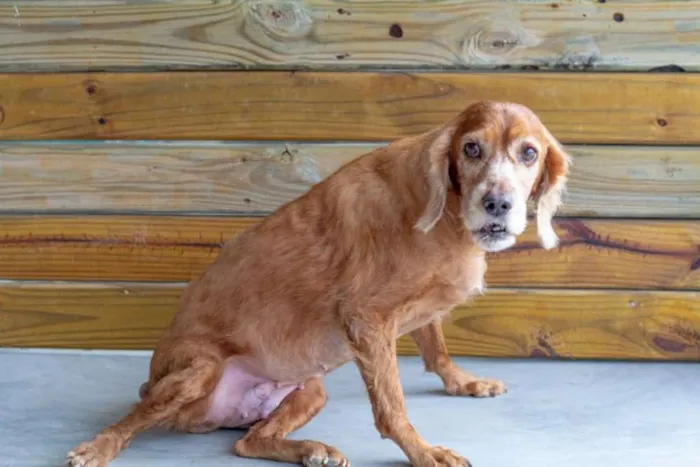 Cachorro raça Cocker  idade 6 ou mais anos nome Aninha