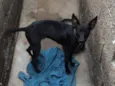Rex
