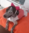 Floquinho